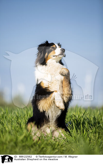 Australian Shepherd on the meadow / MW-22562