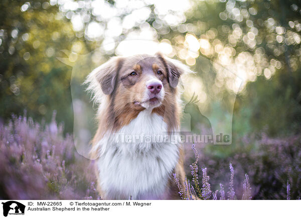 Australian Shepherd in der Heide / Australian Shepherd in the heather / MW-22665