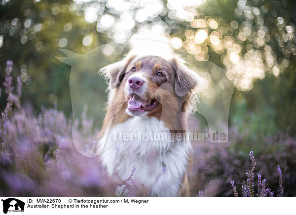 Australian Shepherd in der Heide / Australian Shepherd in the heather / MW-22670