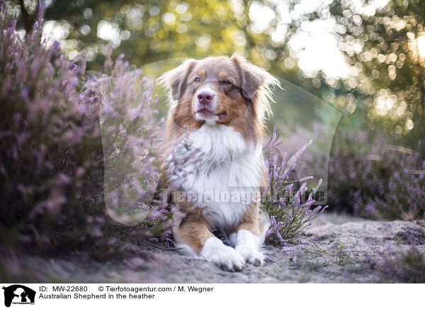 Australian Shepherd in der Heide / Australian Shepherd in the heather / MW-22680
