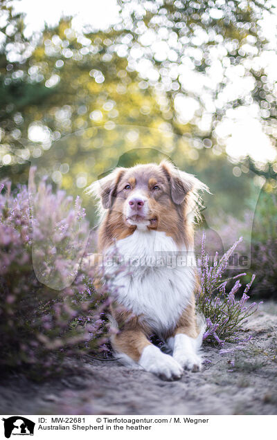 Australian Shepherd in der Heide / Australian Shepherd in the heather / MW-22681