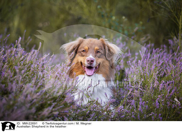 Australian Shepherd in der Heide / Australian Shepherd in the heather / MW-22691