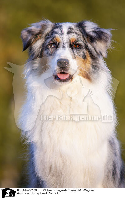 Australian Shepherd Portrait / MW-22700