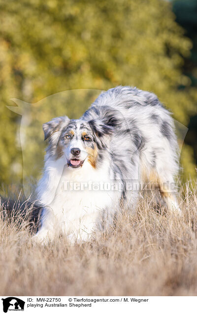 playing Australian Shepherd / MW-22750