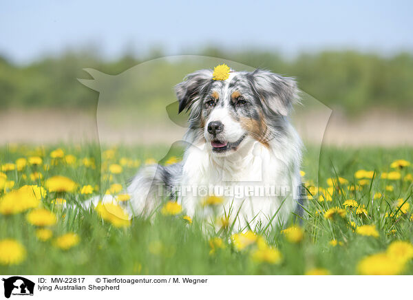 liegender Australian Shepherd / lying Australian Shepherd / MW-22817