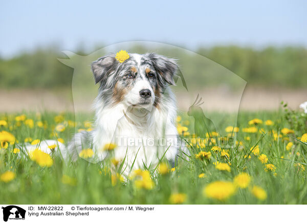 liegender Australian Shepherd / lying Australian Shepherd / MW-22822
