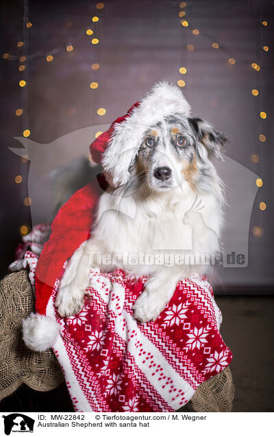 Australian Shepherd mit Weihnachtsmannmtze / Australian Shepherd with santa hat / MW-22842
