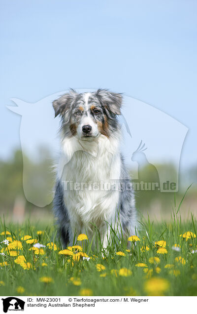 standing Australian Shepherd / MW-23001