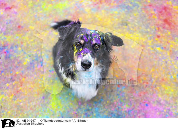 Australian Shepherd / Australian Shepherd / AE-01647