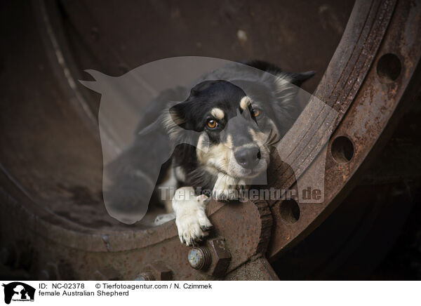 Australian Shepherd Hndin / female Australian Shepherd / NC-02378