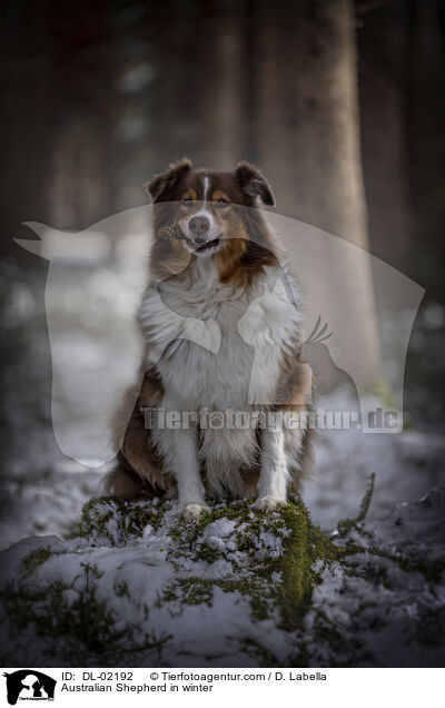 Australian Shepherd im Winter / Australian Shepherd in winter / DL-02192