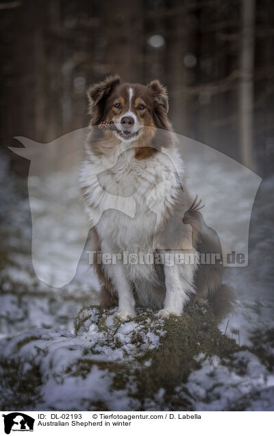 Australian Shepherd im Winter / Australian Shepherd in winter / DL-02193