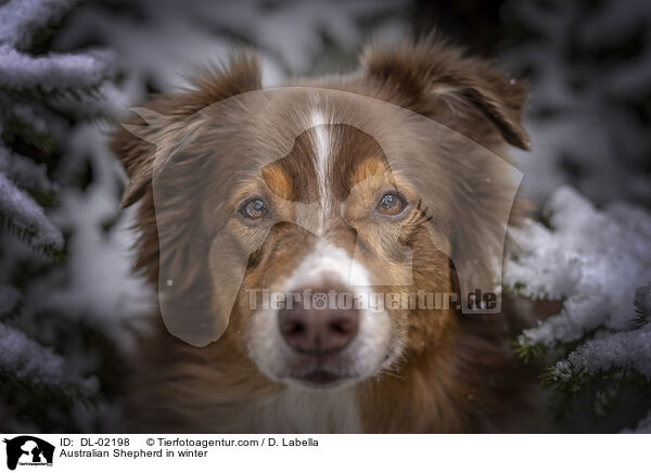 Australian Shepherd im Winter / Australian Shepherd in winter / DL-02198
