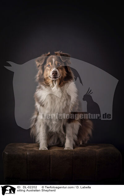 sitzender Australian Shepherd / sitting Australian Shepherd / DL-02202