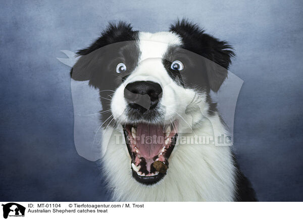 Australian Shepherd fngt Leckerli / Australian Shepherd catches treat / MT-01104
