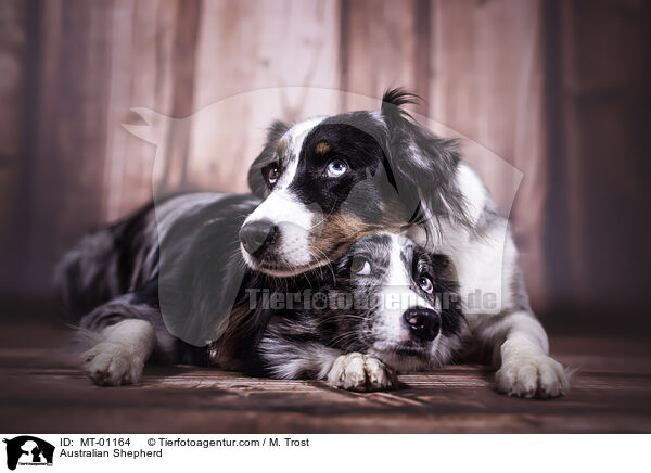 Australian Shepherd / Australian Shepherd / MT-01164
