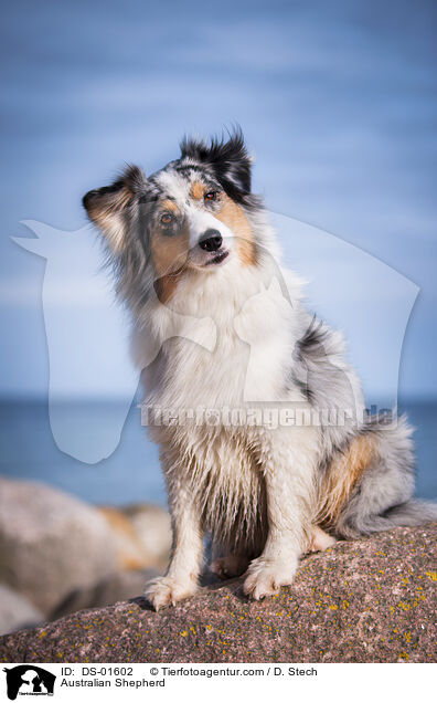 Australian Shepherd / DS-01602