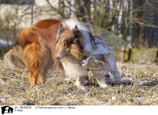 2 dogs / JM-09245