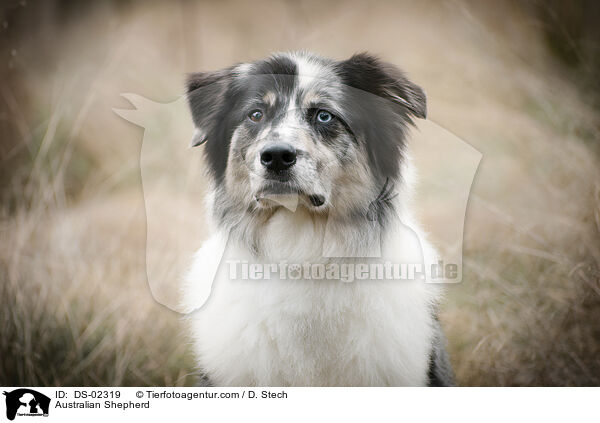 Australian Shepherd / Australian Shepherd / DS-02319