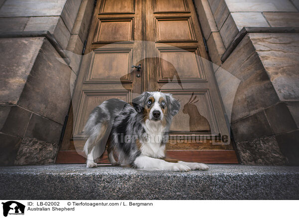 Australian Shepherd / Australian Shepherd / LB-02002