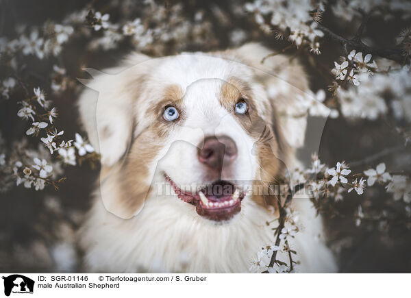 Australian Shepherd Rde / male Australian Shepherd / SGR-01146