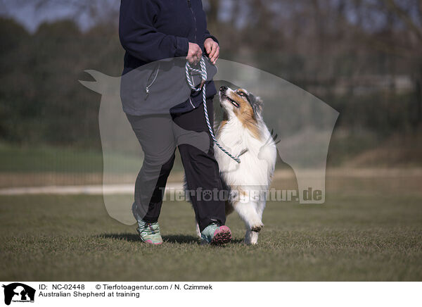 Australian Shepherd beim Training / Australian Shepherd at training / NC-02448