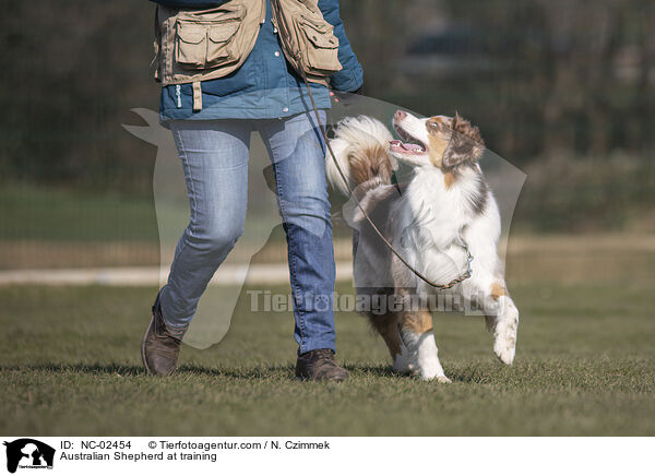 Australian Shepherd beim Training / Australian Shepherd at training / NC-02454