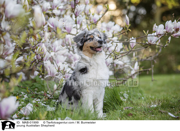 junger Australian Shepherd / young Australian Shepherd / MAB-01999