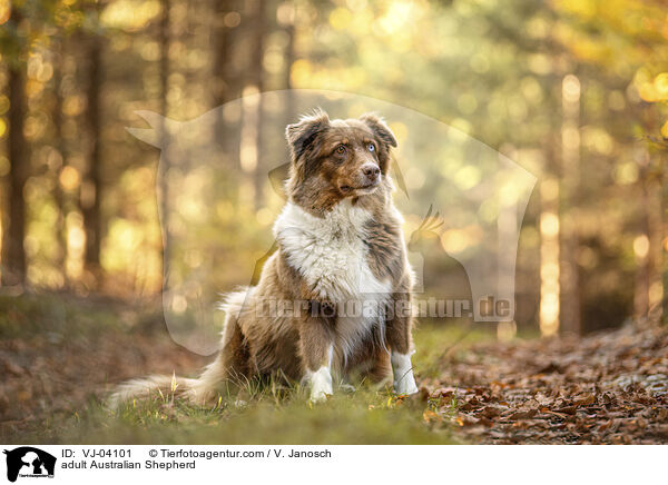 erwachsener Australian Shepherd / adult Australian Shepherd / VJ-04101