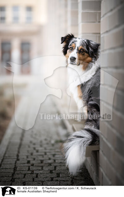 female Australian Shepherd / KS-01139