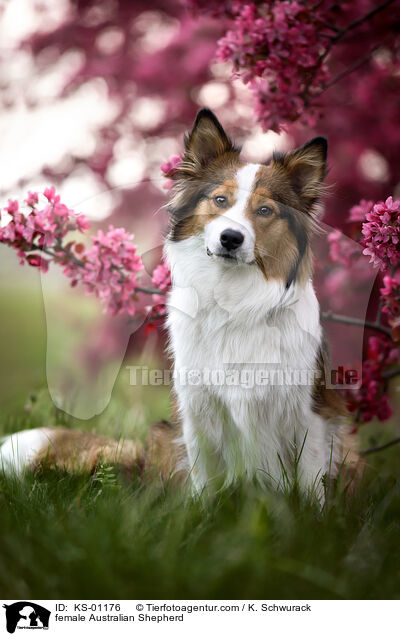 female Australian Shepherd / KS-01176