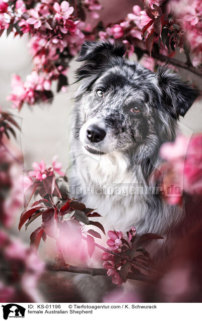female Australian Shepherd / KS-01196