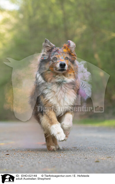 adult Australian Shepherd / EHO-02148
