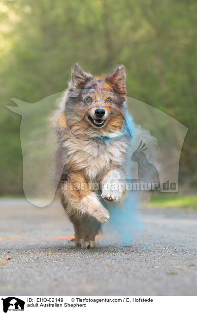 adult Australian Shepherd / EHO-02149