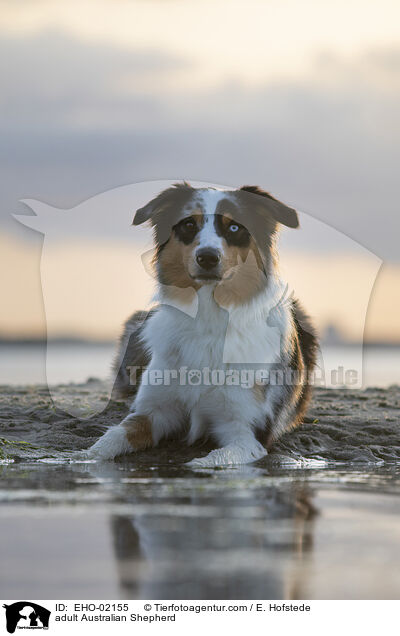 ausgewachsener Australian Shepherd / adult Australian Shepherd / EHO-02155