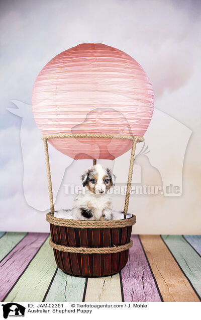 Australian Shepherd Welpe / Australian Shepherd Puppy / JAM-02351