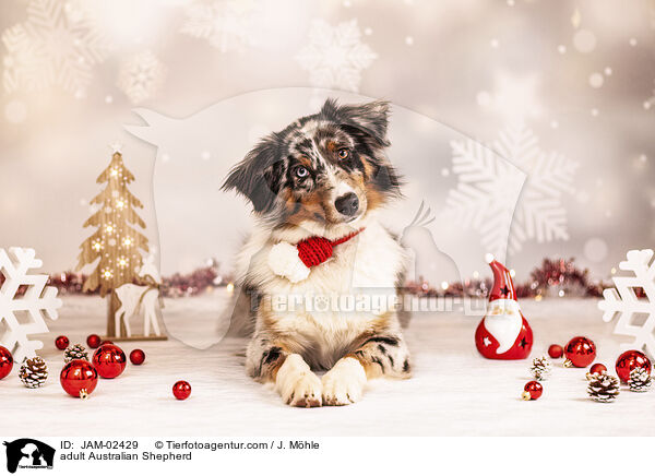 erwachsener Australian Shepherd / adult Australian Shepherd / JAM-02429