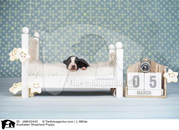 Australian Shepherd Welpe / Australian Shepherd Puppy / JAM-02442