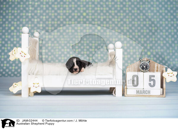 Australian Shepherd Welpe / Australian Shepherd Puppy / JAM-02444