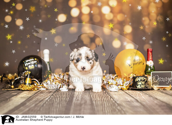 Australian Shepherd Welpe / Australian Shepherd Puppy / JAM-02559