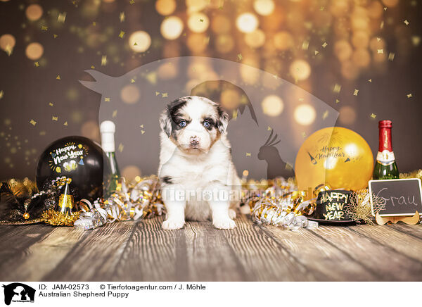 Australian Shepherd Welpe / Australian Shepherd Puppy / JAM-02573