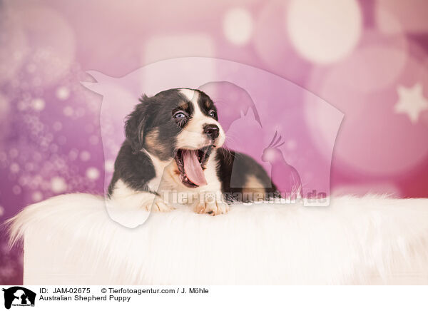 Australian Shepherd Puppy / JAM-02675