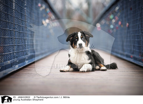 junger Australian Shepherd / young Australian Shepherd / JAM-02802
