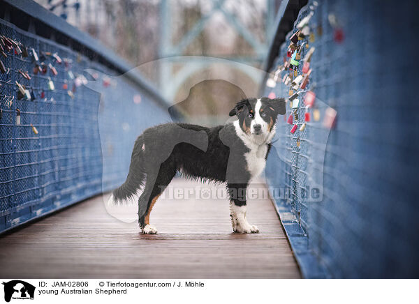 junger Australian Shepherd / young Australian Shepherd / JAM-02806