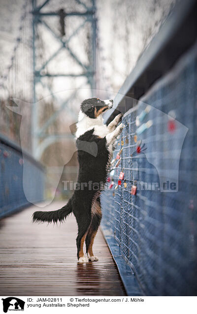 junger Australian Shepherd / young Australian Shepherd / JAM-02811