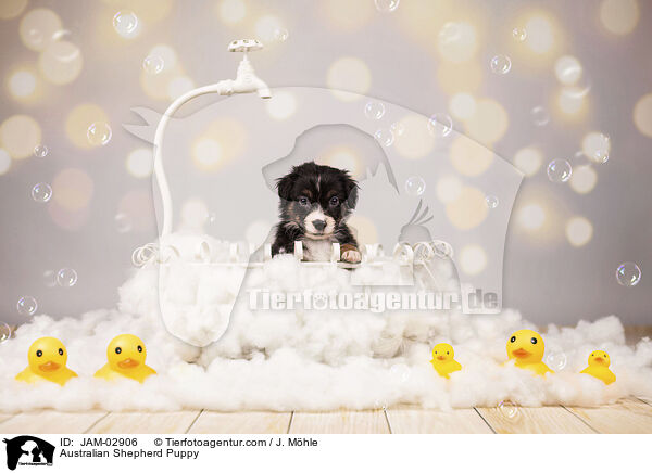 Australian Shepherd Welpe / Australian Shepherd Puppy / JAM-02906