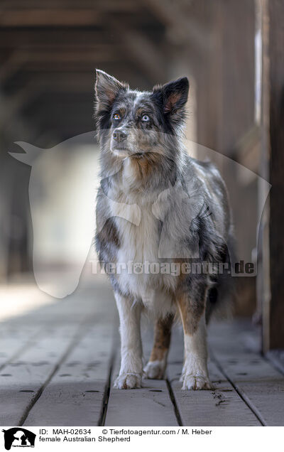 Australian Shepherd Hndin / female Australian Shepherd / MAH-02634