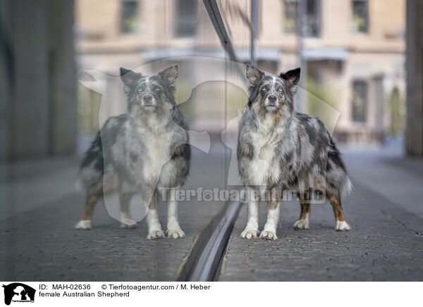 Australian Shepherd Hndin / female Australian Shepherd / MAH-02636