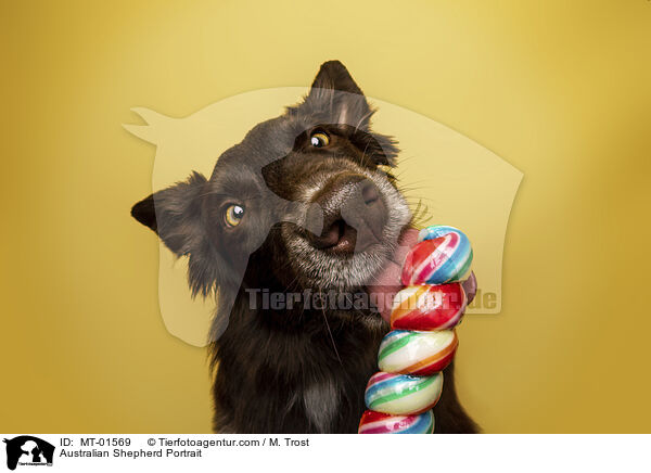 Australian Shepherd Portrait / Australian Shepherd Portrait / MT-01569