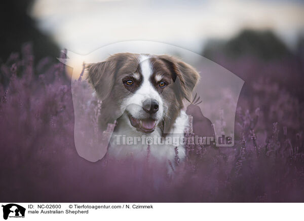 Australian Shepherd Rde / male Australian Shepherd / NC-02600